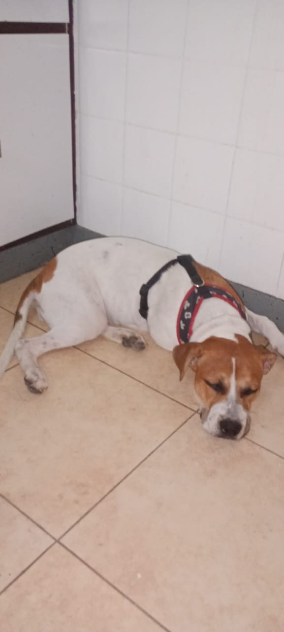 Perro beagle descansando cómodo