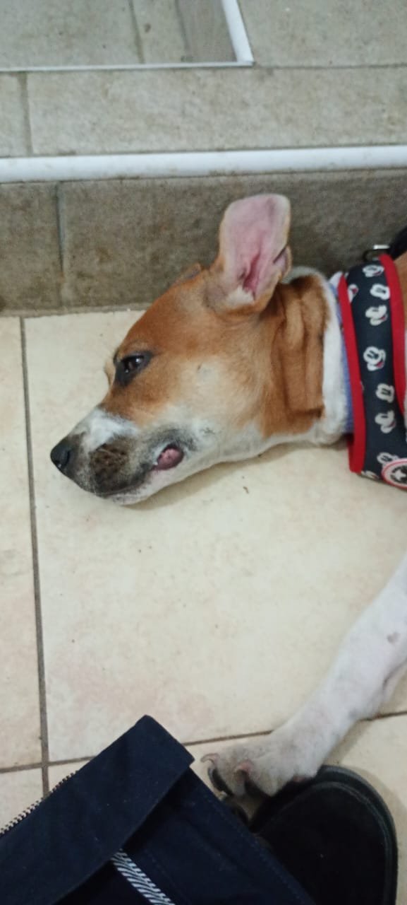 Perro feliz en cuidado canino